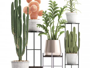 collection of exotic cactus plants 4 3D Model