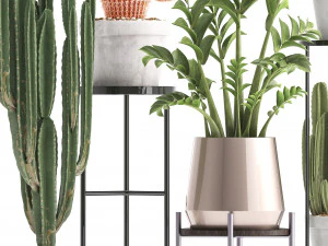 collection of exotic cactus plants 4 3D Model