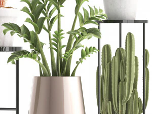 collection of exotic cactus plants 4 3D Model