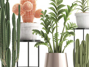 collection of exotic cactus plants 4 3D Model