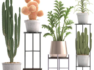 collection of exotic cactus plants 4 3D Model