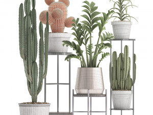 collection of exotic cactus plants 4 3Dモデル