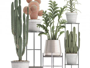 collection of exotic cactus plants 4 3D Model