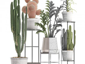 collection of exotic cactus plants 4 3D Model