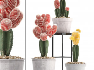 collection of exotic cactus plants 5 Modèle 3D