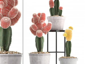 collection of exotic cactus plants 5 3D Model