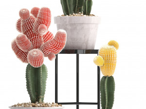 collection of exotic cactus plants 5 3D Модель
