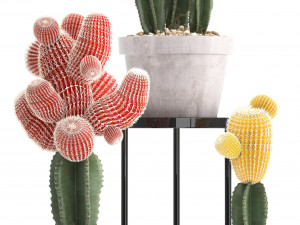 collection of exotic cactus plants 5 3D Модель