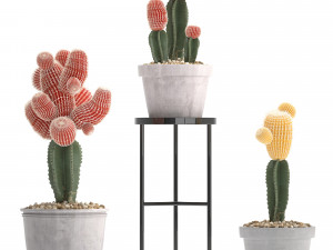collection of exotic cactus plants 5 3D Модель