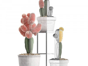 collection of exotic cactus plants 5 3D Модель
