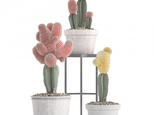 collection of exotic cactus plants 5 3D Модель