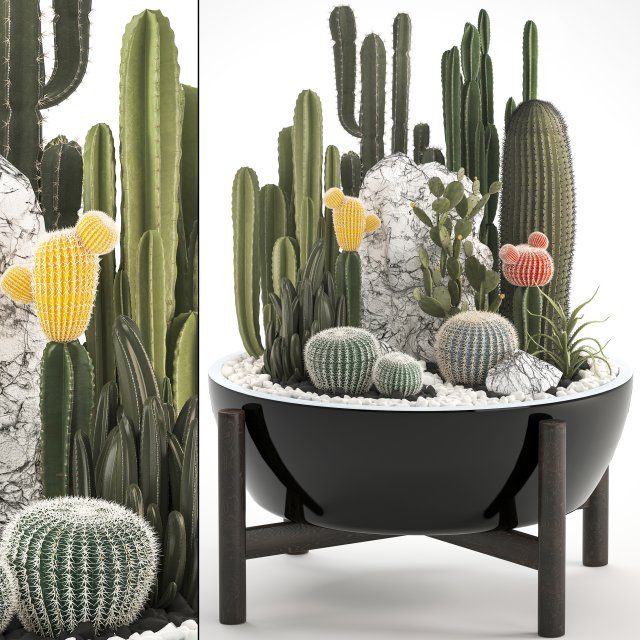collection of exotic cactus plants 6 3D Model .c4d .max .obj .3ds .fbx .stl .blend 