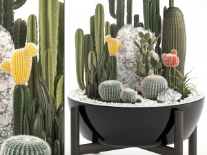 collection of exotic cactus plants 6 3D Model