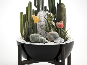 collection of exotic cactus plants 6 3D Model