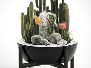 collection of exotic cactus plants 6 3D Model