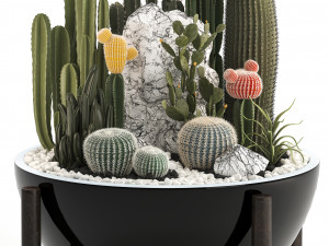 collection of exotic cactus plants 6 3D Model