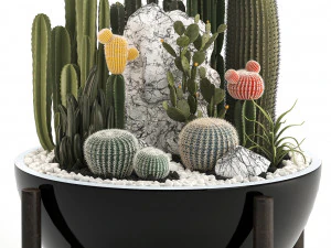 collection of exotic cactus plants 6 3D Model
