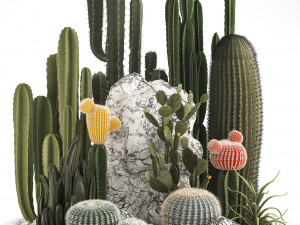 collection of exotic cactus plants 6 3D Model
