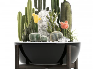 collection of exotic cactus plants 6 3D Model