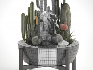 collection of exotic cactus plants 6 3D Model