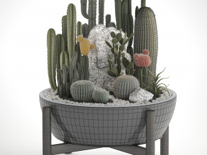 collection of exotic cactus plants 6 3D Model