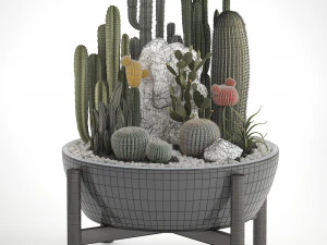 collection of exotic cactus plants 6 3D Model
