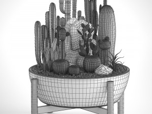collection of exotic cactus plants 6 3D Model