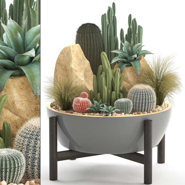 collection of exotic cactus plants 7 Modelo 3D .c4d .max .obj .3ds .fbx .stl .blend 
