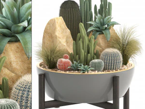 collection of exotic cactus plants 7 3D Model