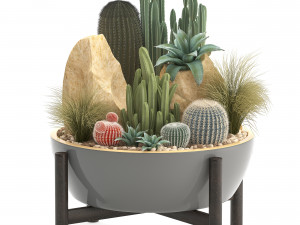 collection of exotic cactus plants 7 Modelo 3D