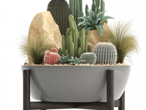 collection of exotic cactus plants 7 Modelo 3D