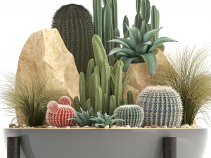 collection of exotic cactus plants 7 Modelo 3D