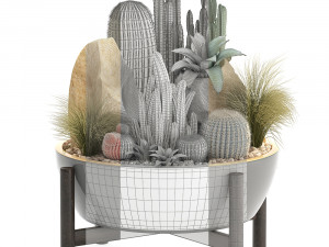 collection of exotic cactus plants 7 Modelo 3D