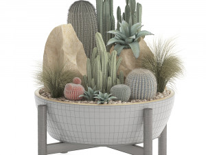 collection of exotic cactus plants 7 Modelo 3D