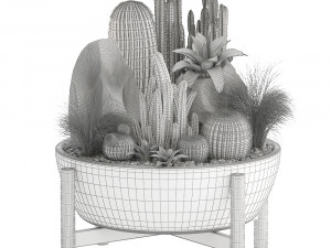 collection of exotic cactus plants 7 Modelo 3D