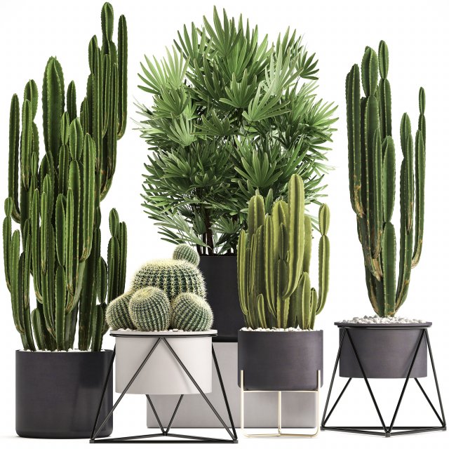collection of exotic cactus plants 8 3D Модель .c4d .max .obj .3ds .fbx .stl .blend