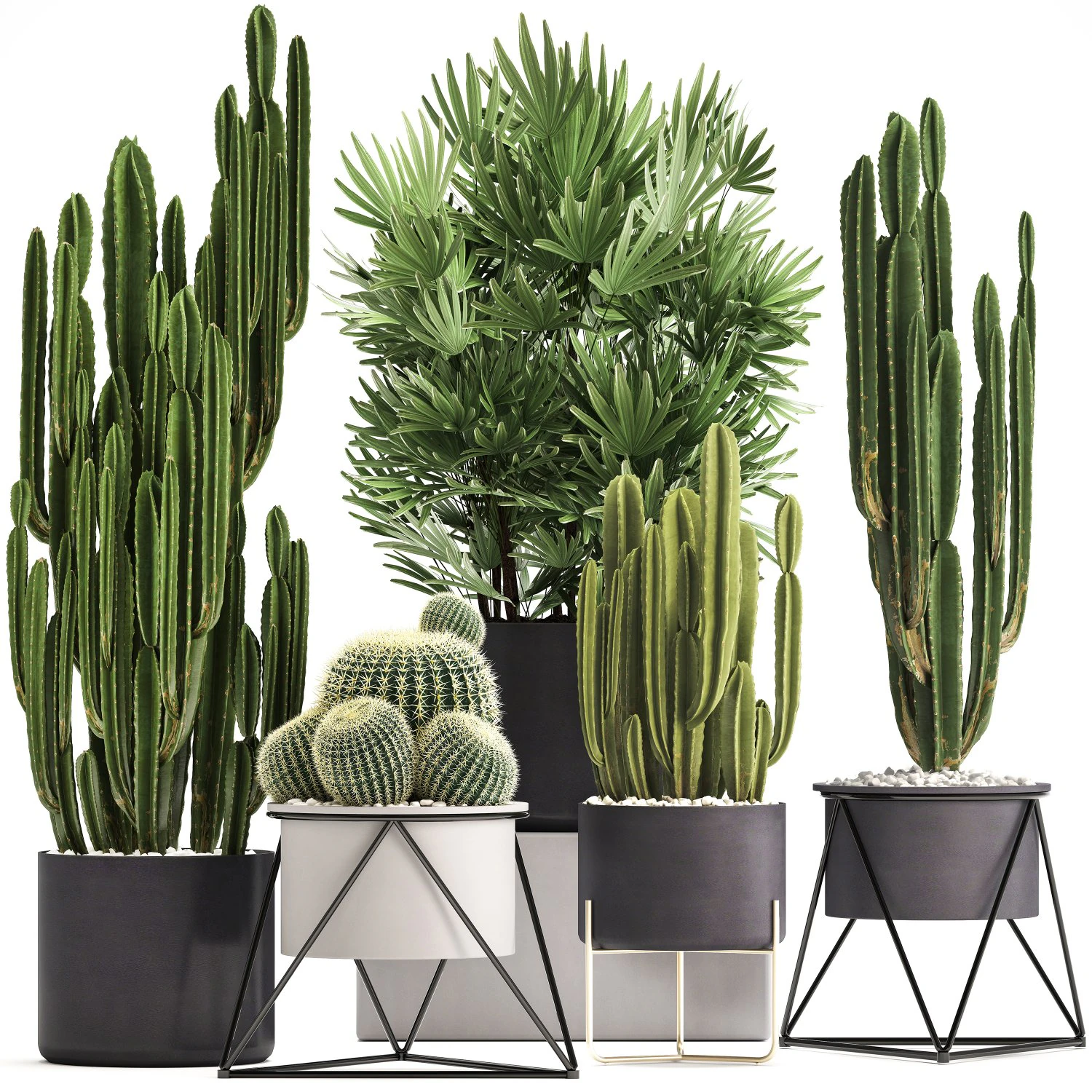 collection of exotic cactus plants 8 3D Model .c4d .max .obj .3ds .fbx .stl .blend 