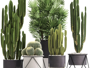 collection of exotic cactus plants 8 3D 모델