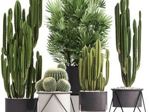 коллекция экзотических кактусов 8 3D Модель