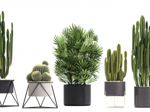 collection of exotic cactus plants 8 3D Модель