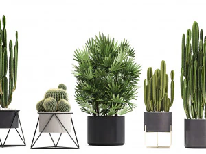 collection of exotic cactus plants 8 3D Model