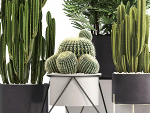 collection of exotic cactus plants 8 3D Model