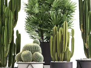 collection of exotic cactus plants 8 3D Model