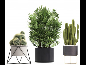 collection of exotic cactus plants 8 3D Модель
