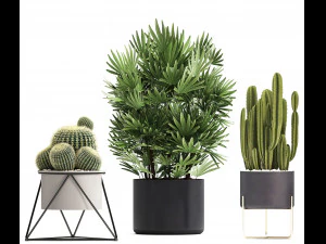 collection of exotic cactus plants 8 3D Model