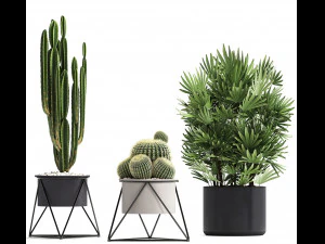 collection of exotic cactus plants 8 3D Model