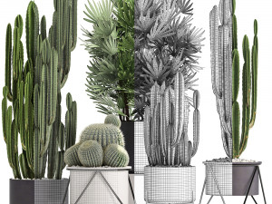 collection of exotic cactus plants 8 3D Модель