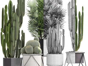 collection of exotic cactus plants 8 3D Model