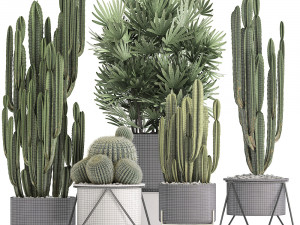 collection of exotic cactus plants 8 3D Модель