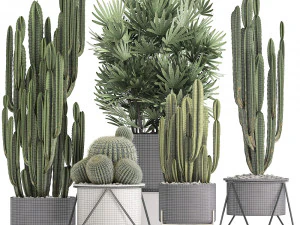 collection of exotic cactus plants 8 3D Model